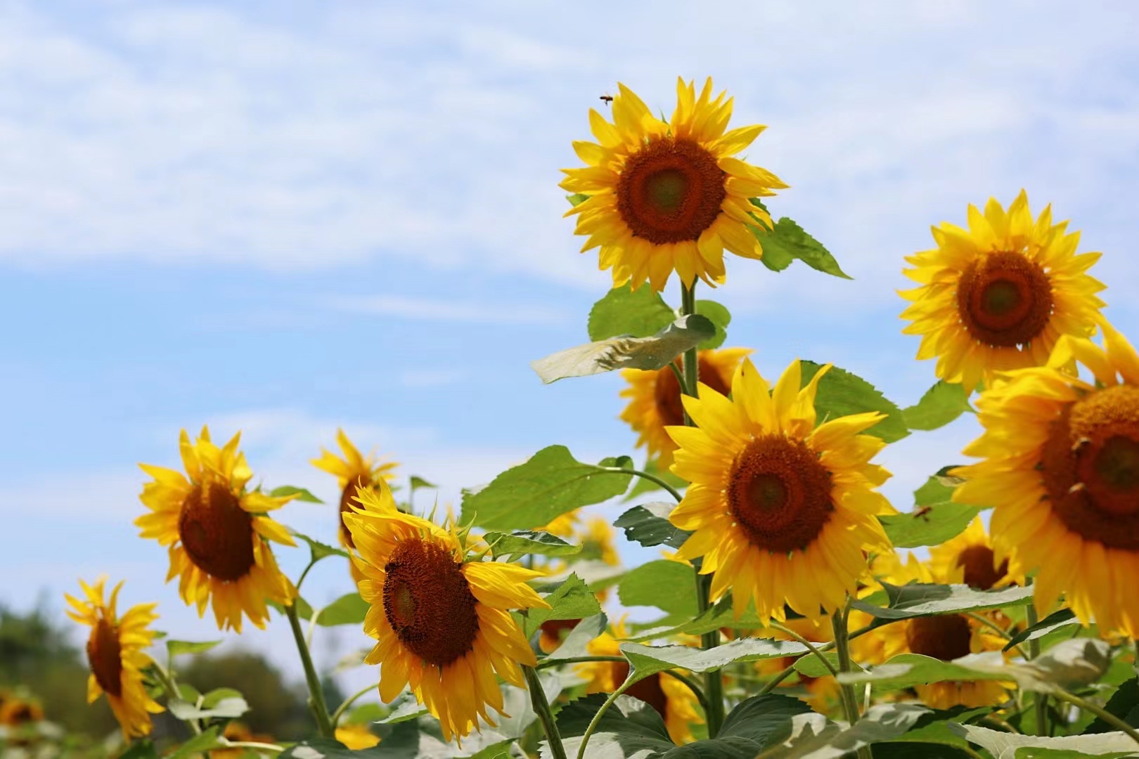 初夏——四川成渝高速公路股份有限公司成渝分公司严斌