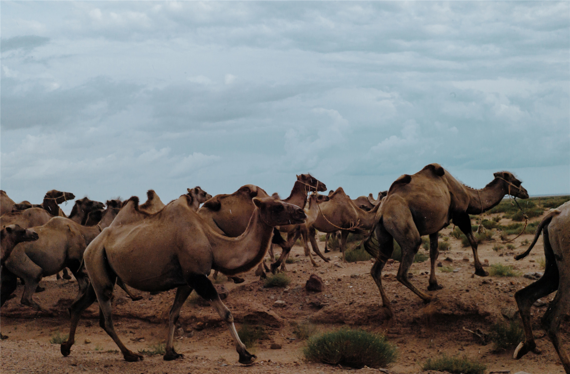 一群骆驼——四川成渝高速公路股份有限公司成渝分公司刘晓刚_副本