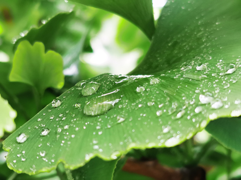 露珠儿——四川成渝高速公路股份有限公司成渝分公司吴先菊_副本