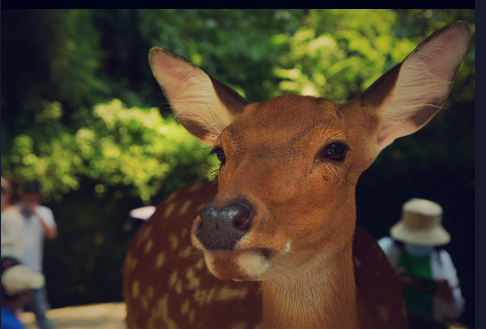 鹿——四川成渝高速公路股份有限公司成渝分公司李玉兰_副本