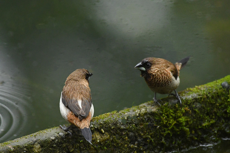 相伴——四川成渝高速公路股份有限公司成渝分公司 刘娅_副本