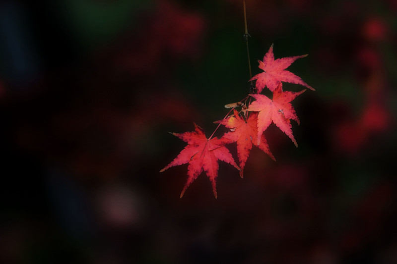 片片枫叶情——四川成渝高速公路股份有限公司成渝分公司 刘沛菡_副本