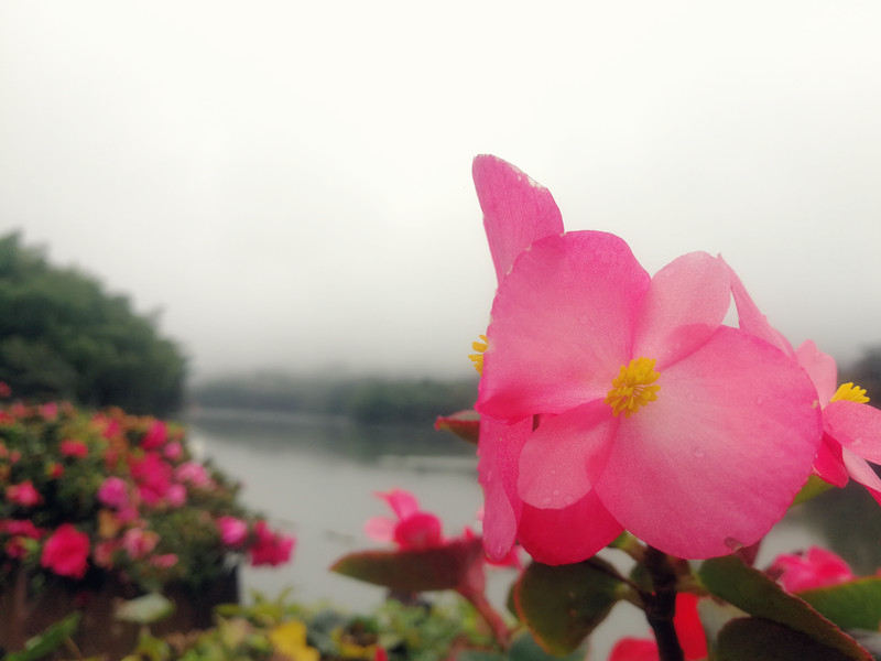 雨润娇红——四川成渝高速公路股份有限公司成渝分公司孙东华_副本
