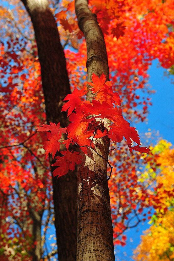 枫——四川成渝高速公路股份有限公司成渝分公司邓建军_副本