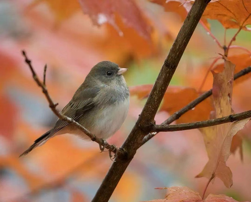 聆听大自然+四川成渝高速公路股份有限公司成渝分公司 罗艳_副本