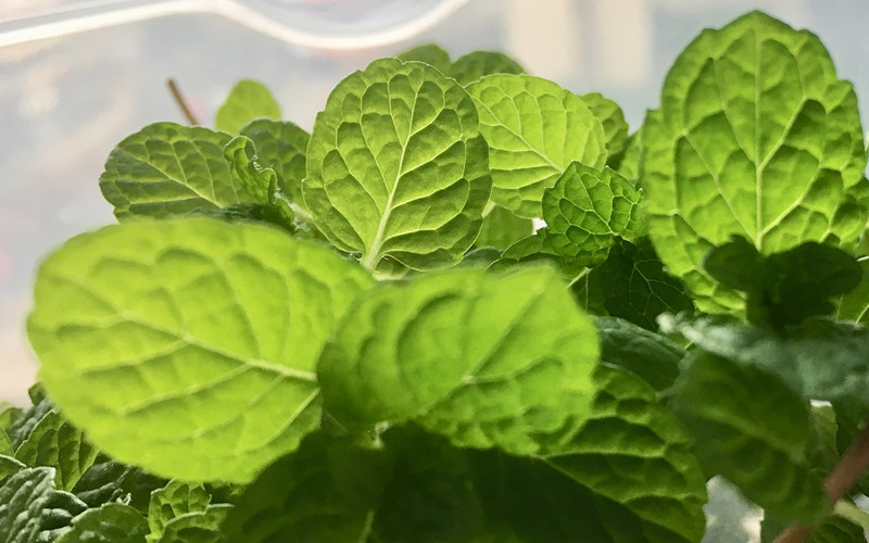 657、绿叶+四川成渝高速公路股份有限公司成渝分公司资阳管理处+刘芳_副本