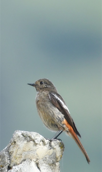 专注——四川成渝高速公路股份有限公司成渝分公司 蒙丽琴_副本