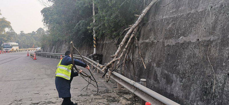 成渝高速公路鱼溪收费站快速处置倒伏树木