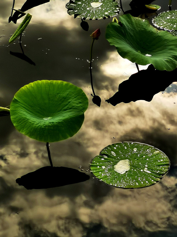 清新脱俗—四川成渝高速公路股份有限公司成渝分公司成都管理处 陈鑫_副本