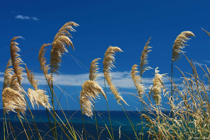 江边芦苇——四川成渝高速公路股份有限公司成渝分公司  陈露_副本
