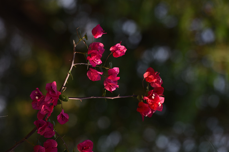 717、姹紫嫣红+四川成渝高速公路股份有限公司成渝分公司资阳管理处+王燕