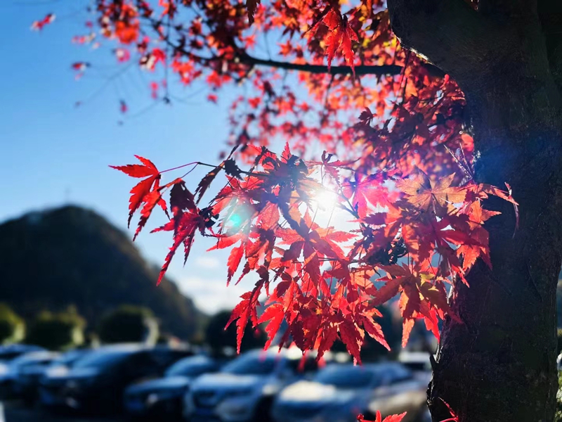 光—四川成渝高速公路股份有限公司成渝分公司廖琴