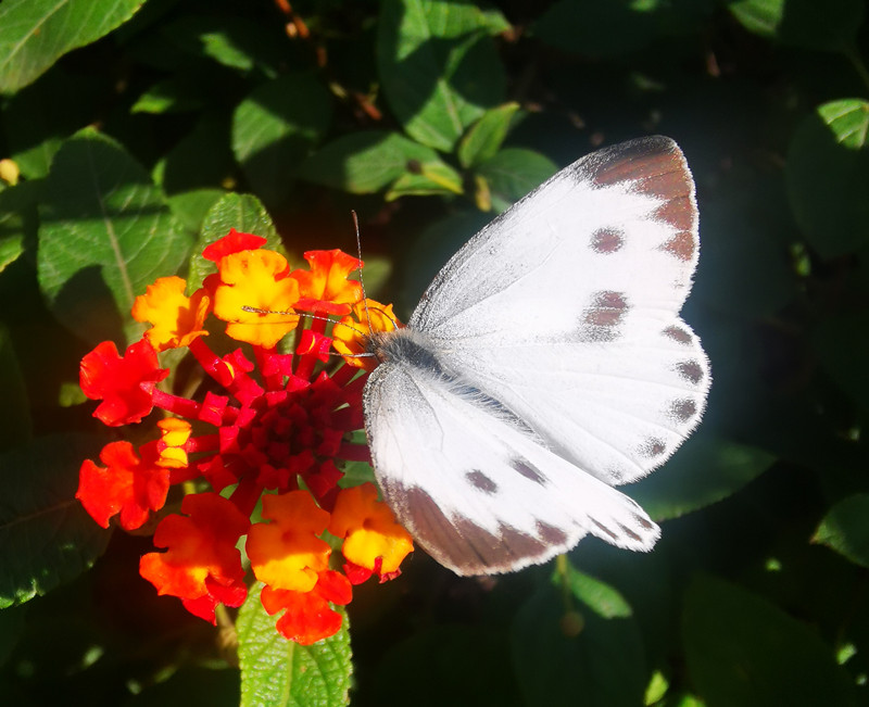 蝶恋花+四川成渝高速公路股份有限公司成渝分公司林萍_副本