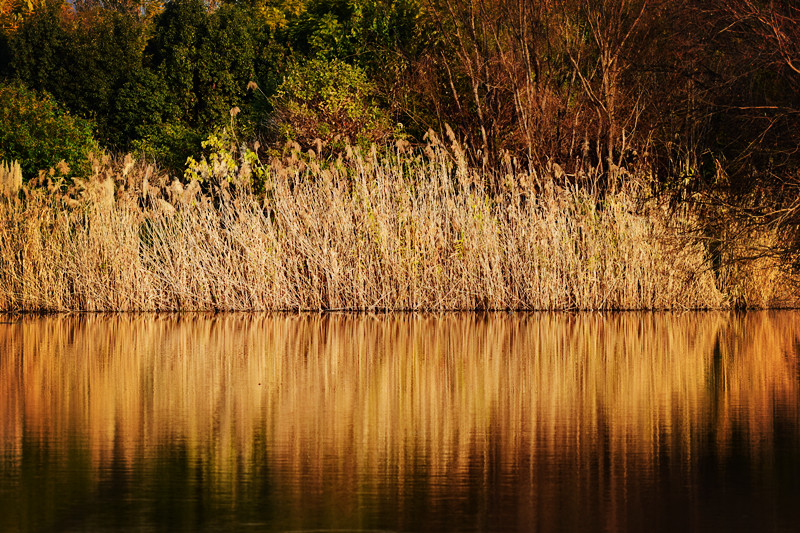 湖畔的芦苇——四川成渝高速公路股份有限公司成渝分公司 蔡勇华_副本