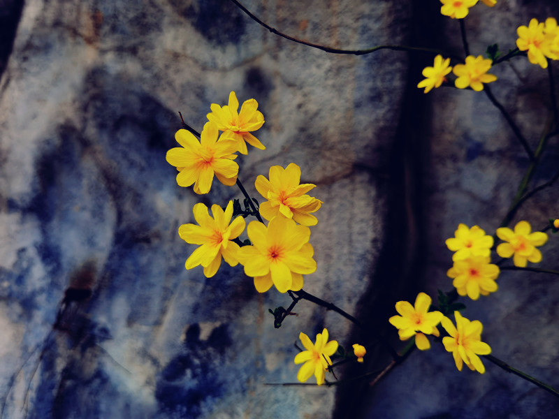 131、迎春花+四川成渝高速公路股份有限公司成渝分公司资阳管理处+邹丽_副本