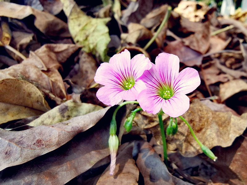 153、携手并进+四川成渝高速公路股份有限公司成渝分公司资阳管理处+邹丽_副本