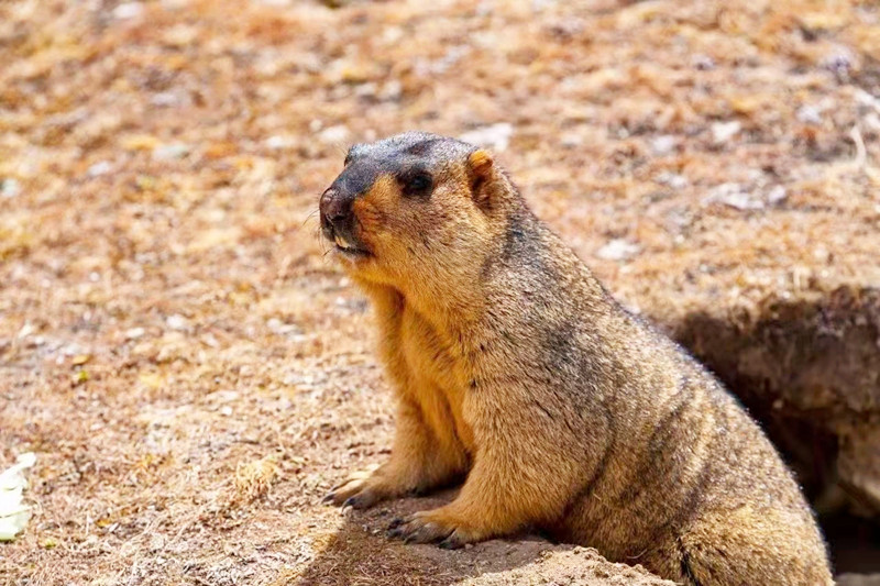 好奇的土拨鼠——四川成渝高速公路股份有限公司成渝分公司吴先菊_副本