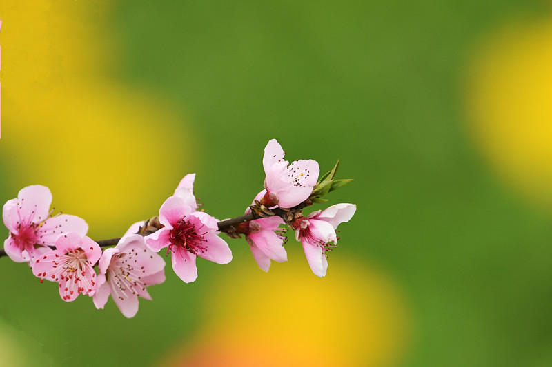 桃花依旧笑春风——四川成渝高速公路股份有限公司成渝分公司 蒙丽琴_副本