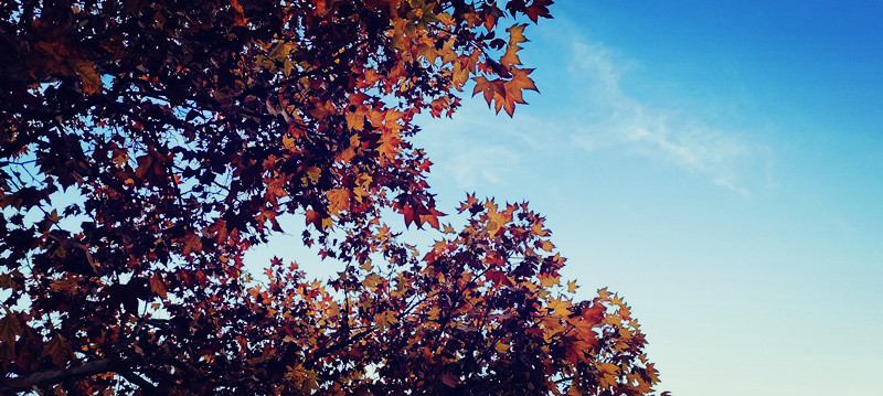 叶落知秋+四川成渝高速公路股份有限公司成渝分公司+成都管理处（唐诗瑶）_副本