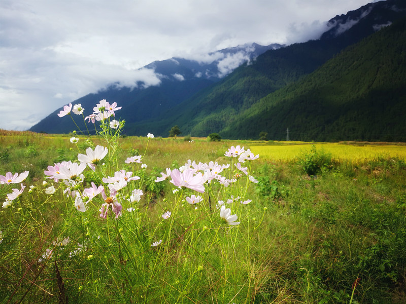 芳草鲜美+四川成渝高速公路股份有限公司成渝分公司王良美_副本