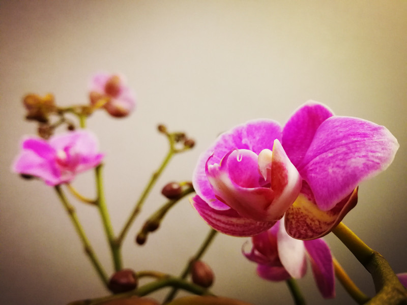 蝴蝶兰——四川成渝高速公路股份有限公司成渝分公司+孙东华_副本