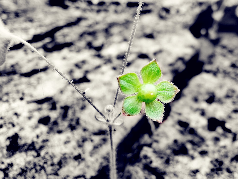 207、花非花+四川成渝高速公路股份有限公司成渝分公司资阳管理处+邹丽_副本