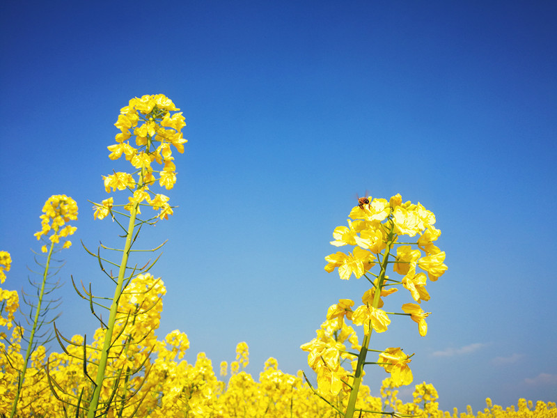 采蜜忙——四川成渝高速公路股份有限公司成渝分公司+孙东华_副本