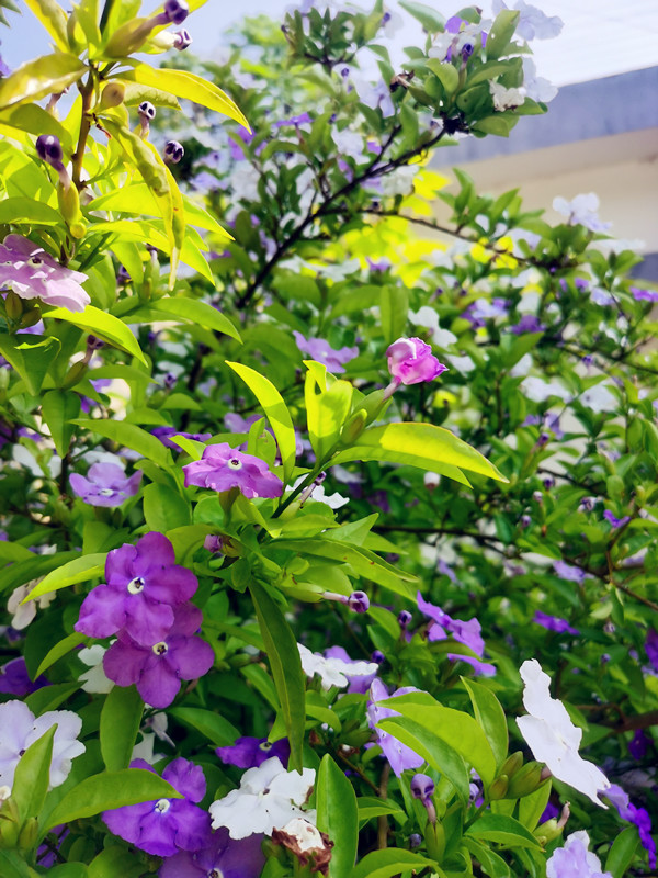 碎花——四川成渝高速公路股份有限公司成渝分公司+马翎_副本