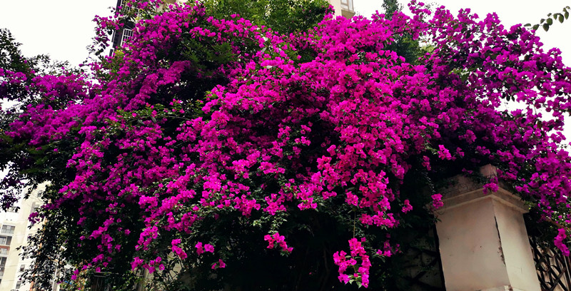 繁花——四川成渝高速公路股份有限公司成渝分公司刘志伯1_副本