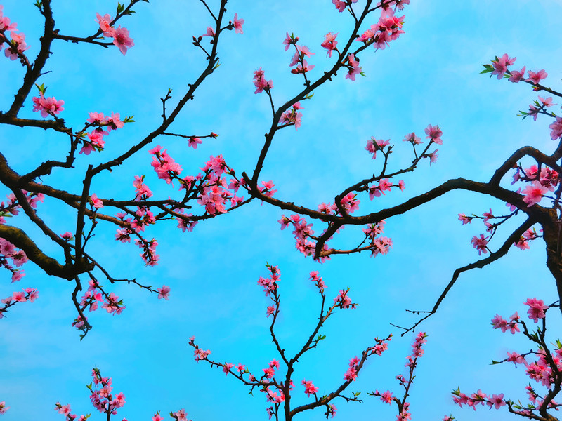 237、花开时节+四川成渝高速公路股份有限公司成渝分公司资阳管理处+贺晓_副本