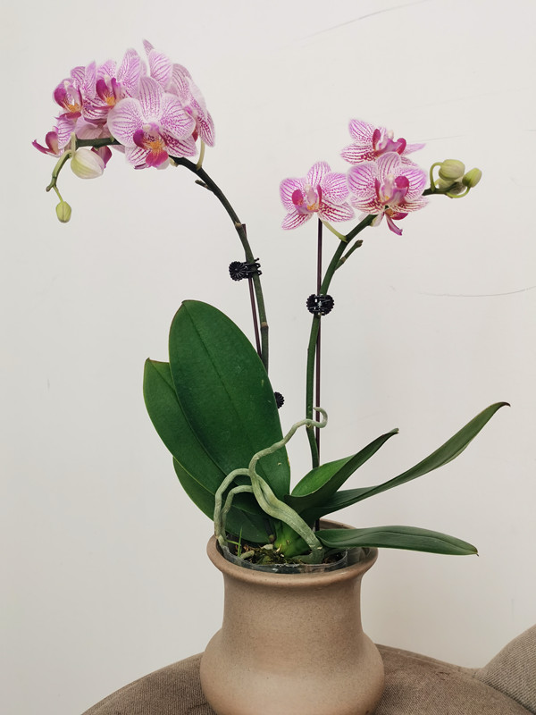 238、兰+四川成渝高速公路股份有限公司成渝分公司资阳管理处+魏丽娟_副本