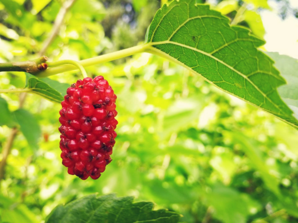 桑葚——四川成渝高速公路股份有限公司成渝分公司+孙东华_副本