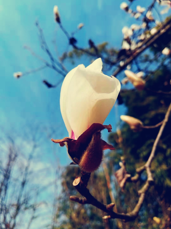 含苞待放——四川成渝高速公路股份有限公司成渝分公司陈鑫_副本