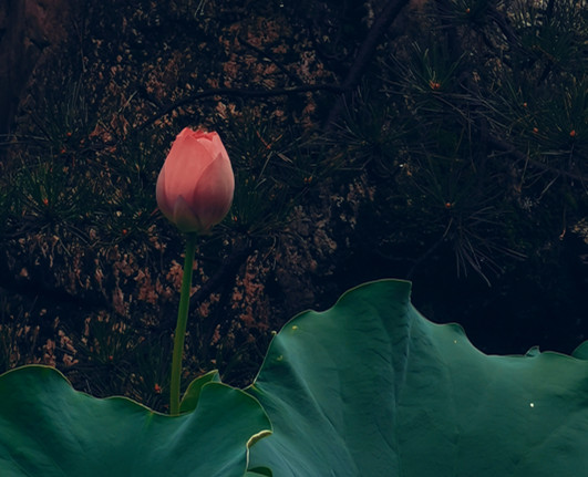 荷花——四川成渝高速公路股份有限公司成渝分公司高华庆_副本