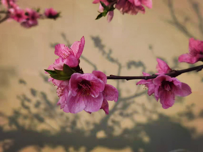 花●影——四川成渝高速公路股份有限公司成渝分公司陈鑫_副本