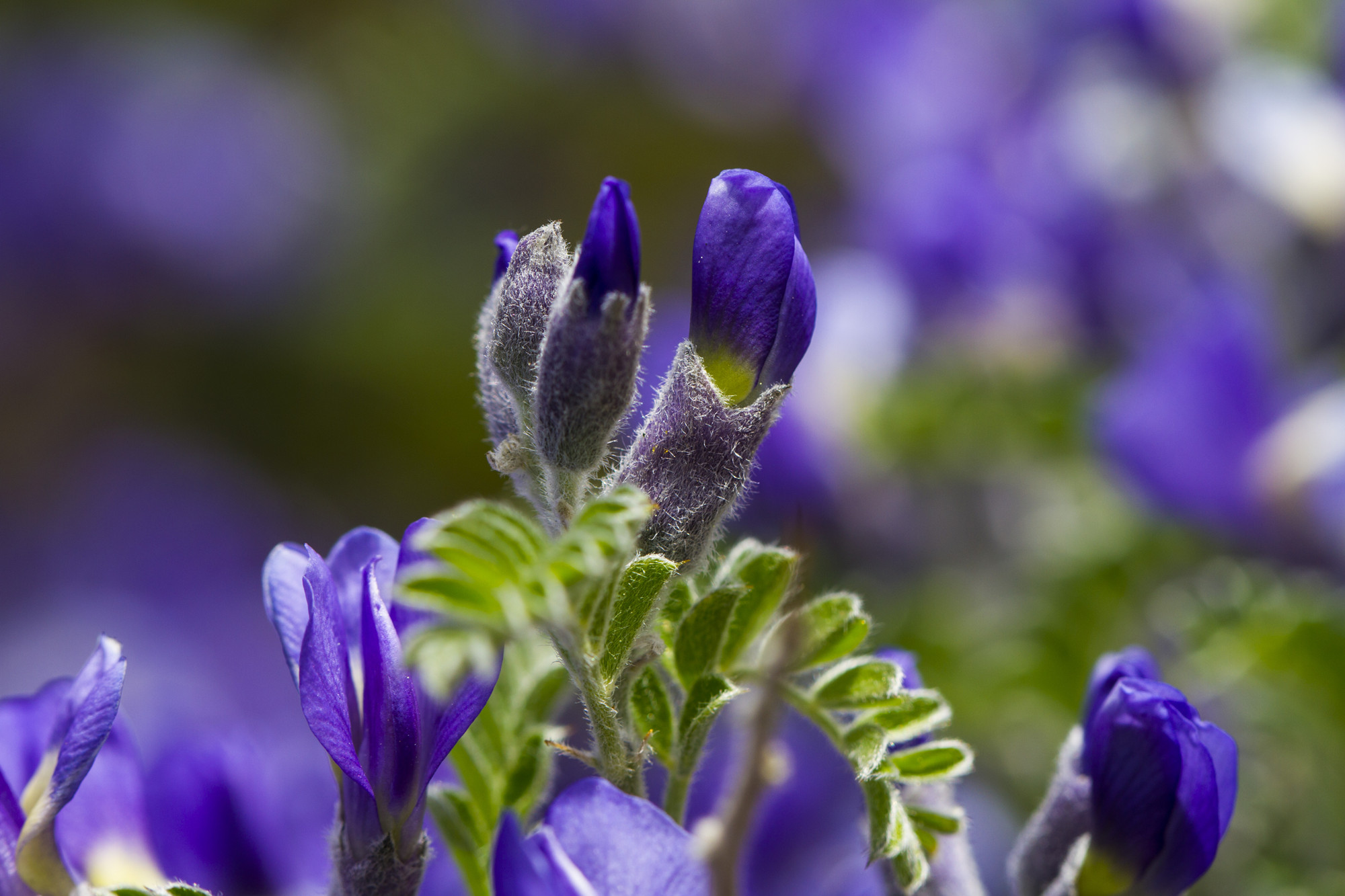 疏影暗香——四川成渝高速公路股份有限公司成渝分公司 林萍_副本