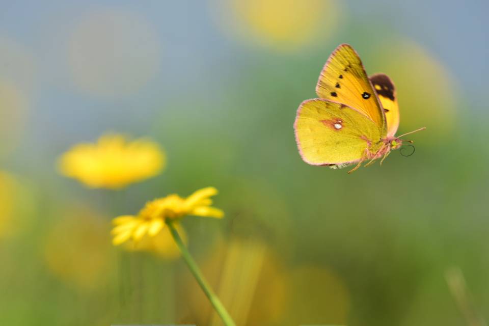 蝶戏——四川成渝高速公路股份有限公司成渝分公司 贺雯