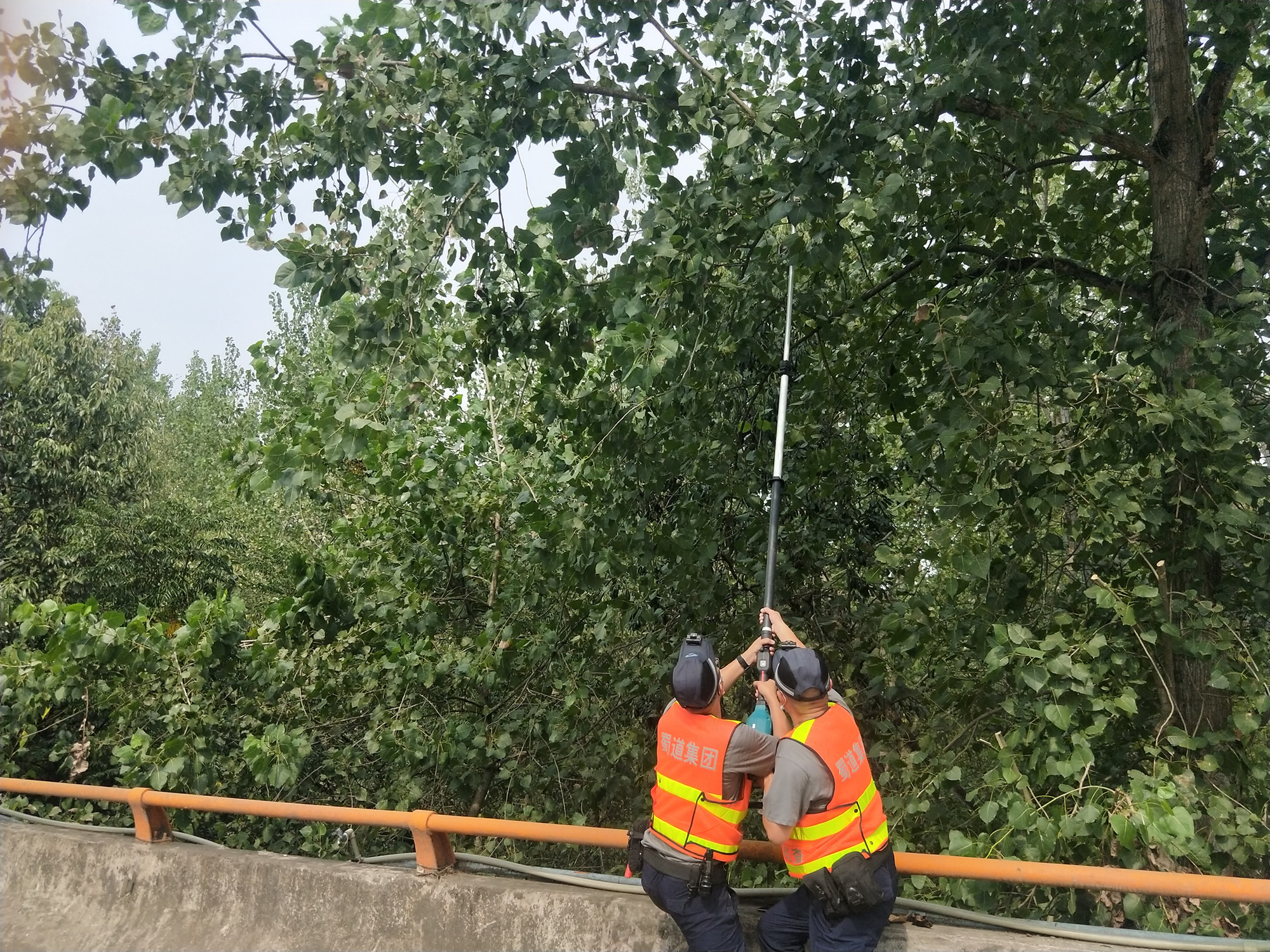 资阳管理处开展高位树枝自主修剪工作