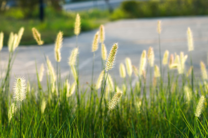 小兔子狼尾草的夏天+四川成渝高速公路股份有限公司成渝分公司资阳管理处+贺晓_副本