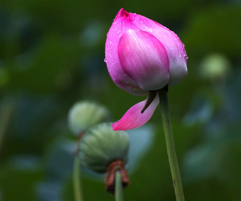 风雨催开摇曳花+成渝分成都处+林萍+建行简阳支行