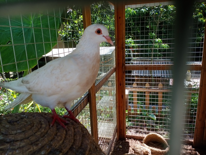 笼中鸽子——四川成渝高速公路股份有限公司成渝分公司吴嗣芳