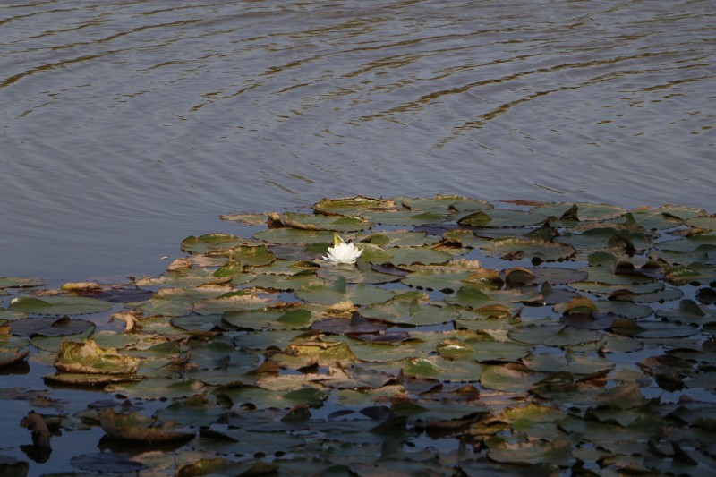 一池春水+四川成渝高速公路股份有限公司成渝分公司资阳管理处+王燕