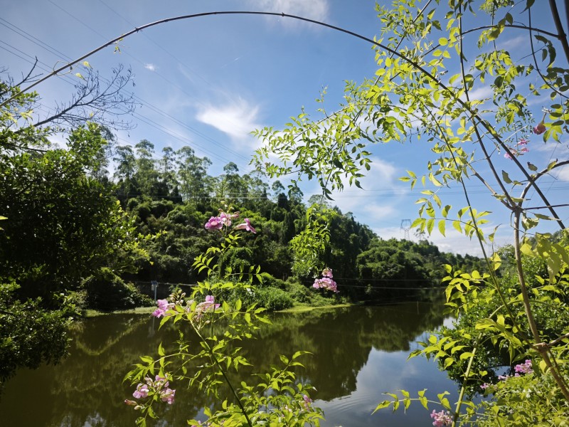 枝蔓——四川成渝高速公路股份有限公司成渝分公司马翎