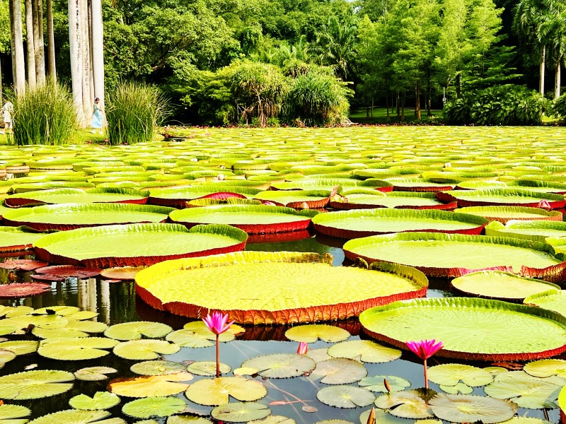 植物园+成都管理处方媛