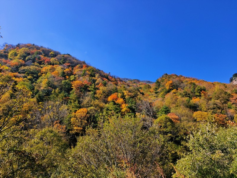 层林尽染+成都管理处+魏民利