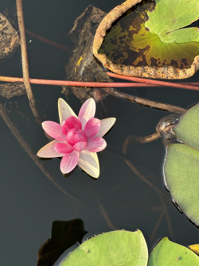 荷花+成都管理处+李玉兰