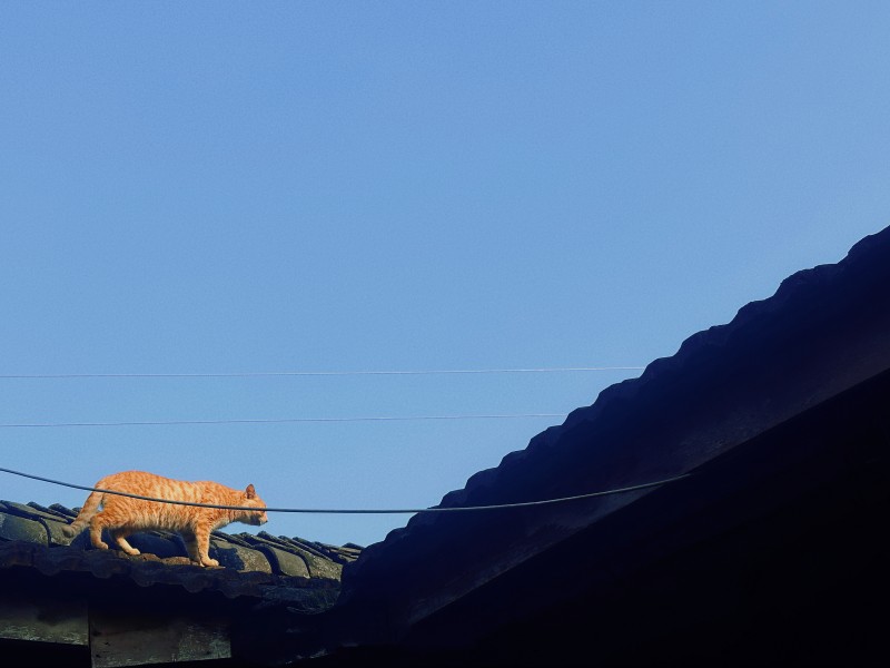 屋顶上的猫很自由+四川成渝高速公路股份有限公司成渝分公司资阳管理处+尹欢
