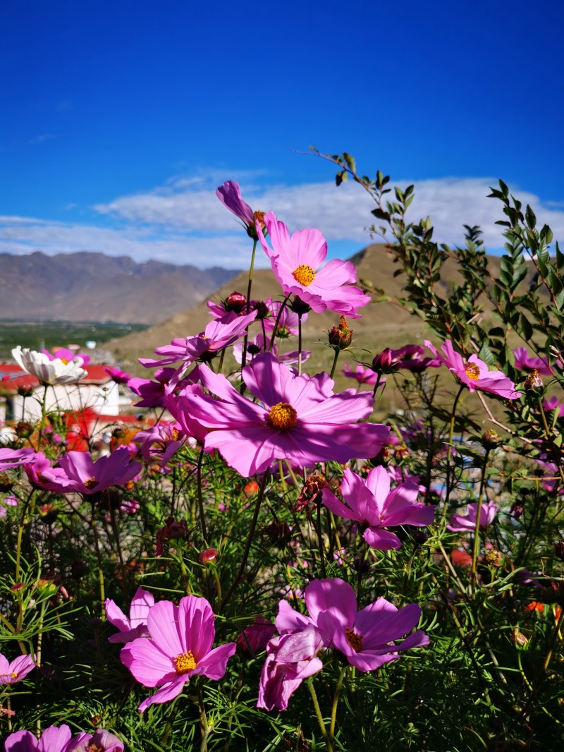 姹紫嫣红+成渝分成都处+段霞