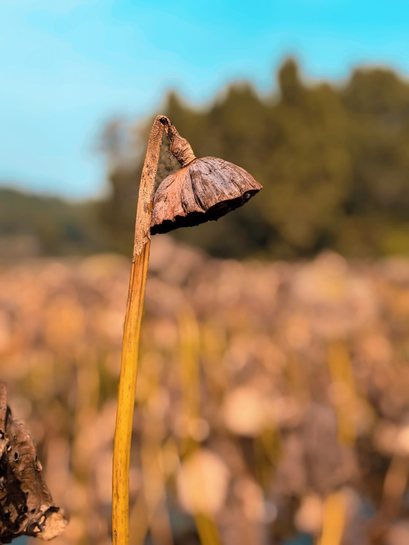 凋零+四川成渝高速公路股份有限公司成渝分公司资阳管理处+贺晓