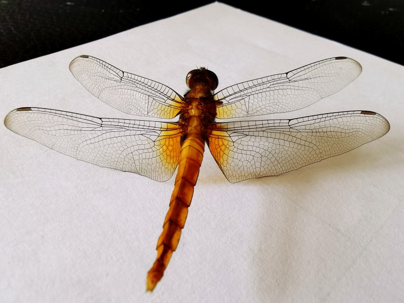 展翅+四川成渝高速公路股份有限公司成渝分公司资阳管理处+邹丽